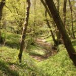 Strategy to Halt Biodiversity Decline News